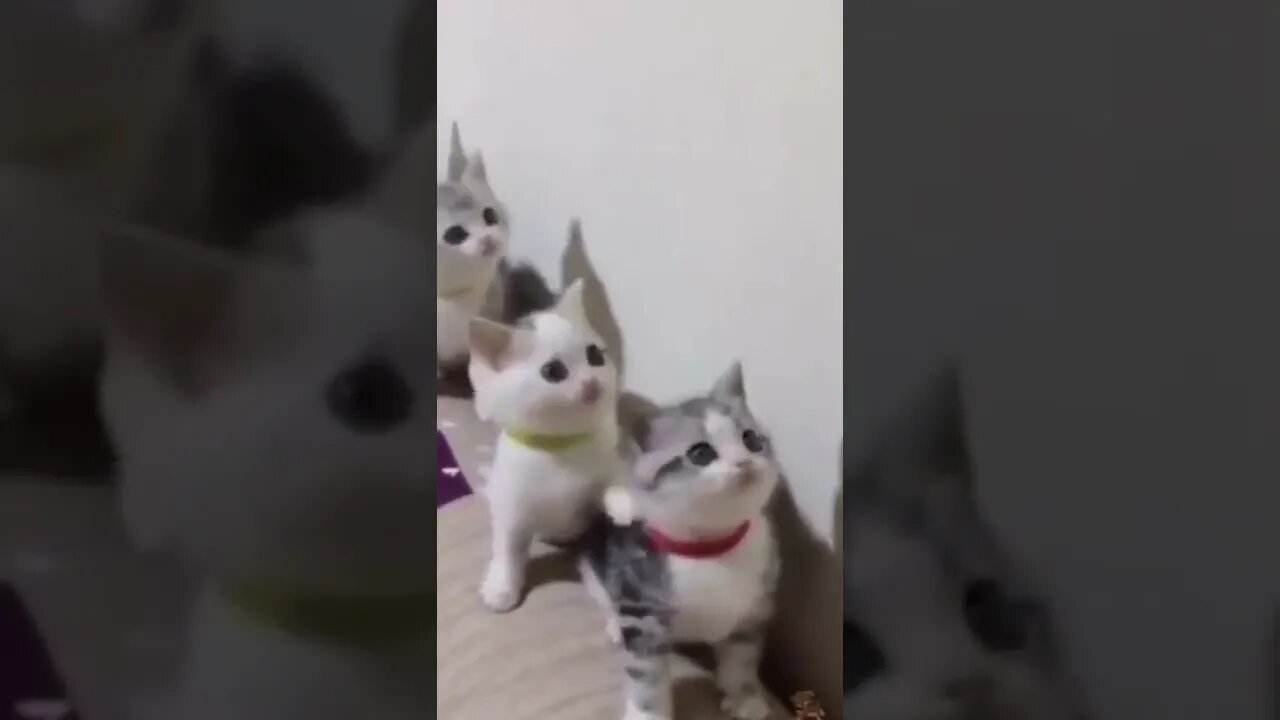 Funny and Cute Cat Compilation #shorts #cats
