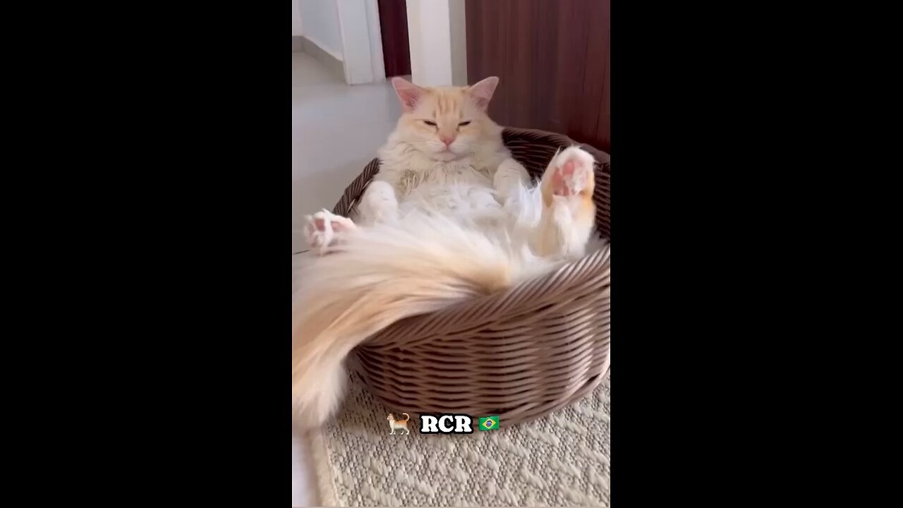 🐈 Nem Nem Geração Z ®️©️®️🇧🇷 #felinos #gatos