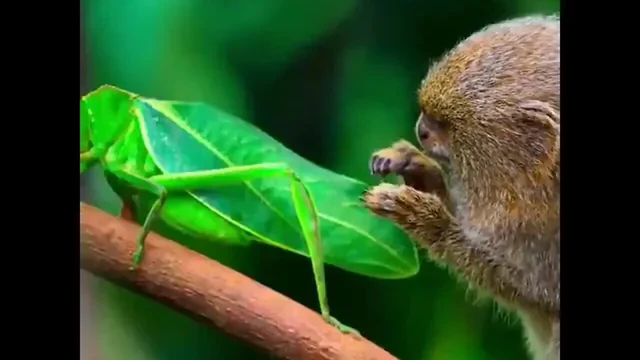 pygmy marmoset completely fascinated by an insect