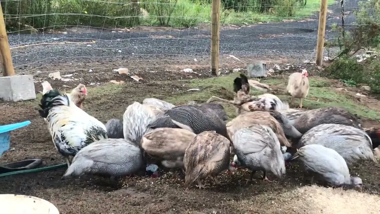 March 2023 Feeding Guinea fowl and chickens