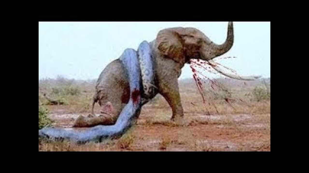 14 CRAZIEST Animal Fights Caught On Camera!!!CRAZY