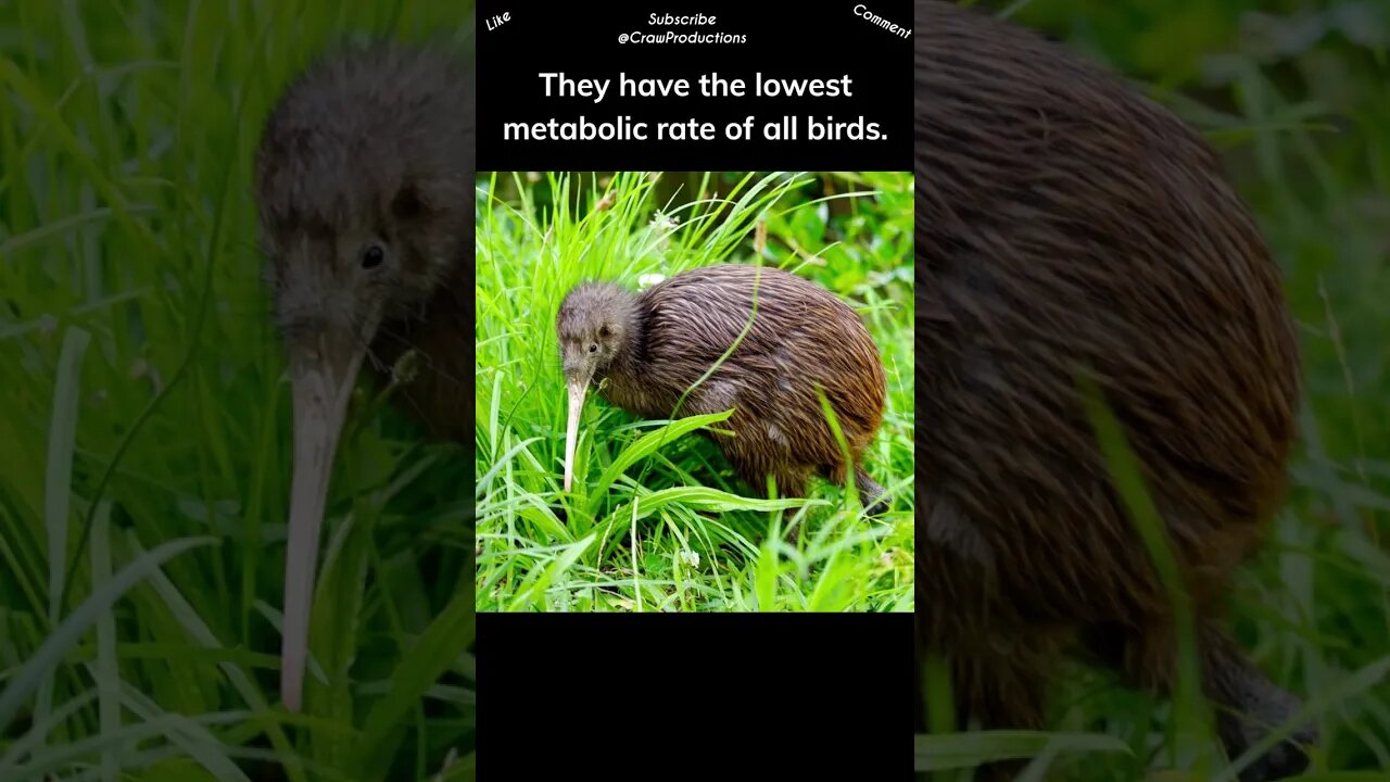 Kiwis have very low rates of metabolism #kiwi #shorts