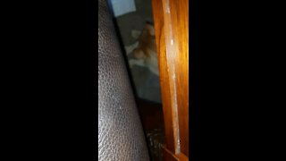 Mr.Baskins hides
