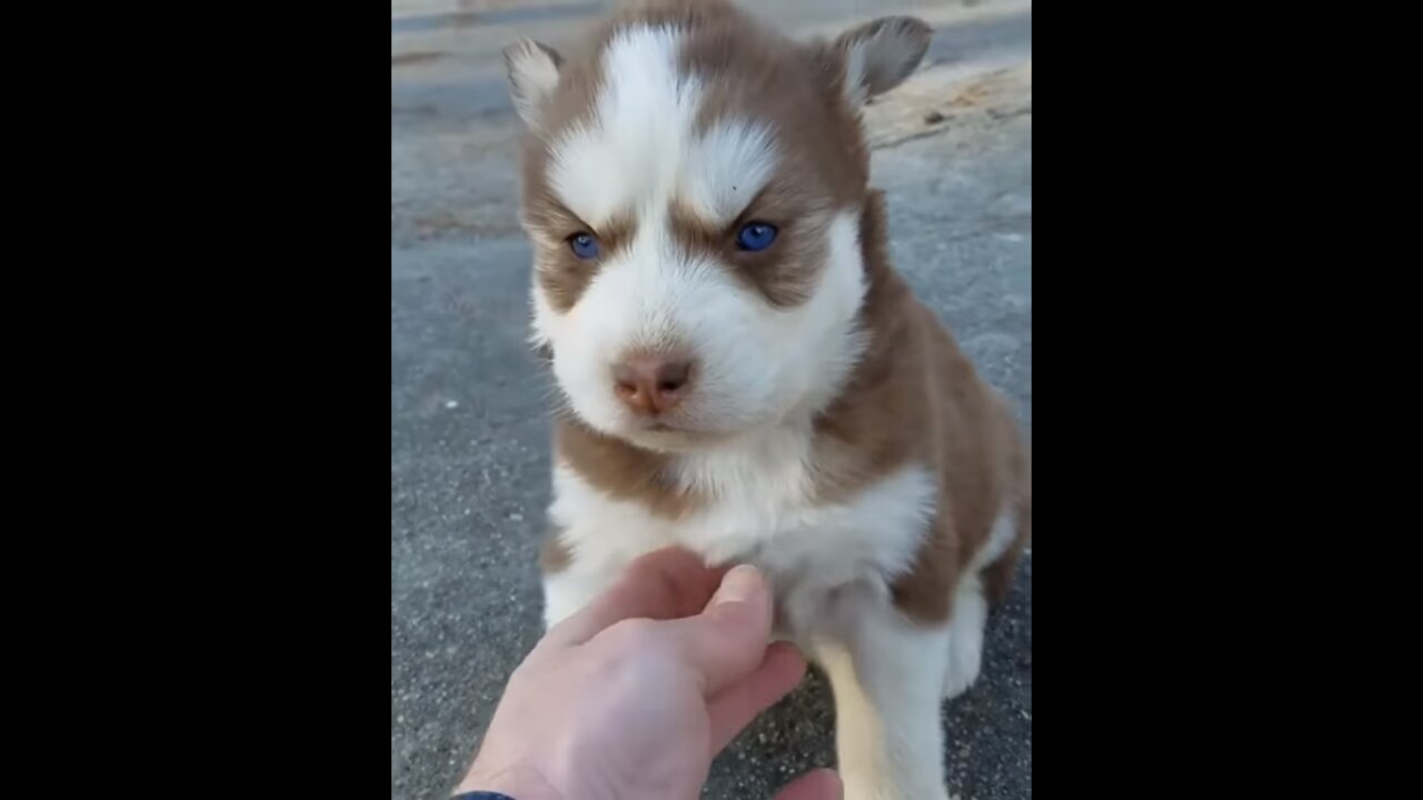 Husky Puppy Has The CUTEST Blue Eyes EVER