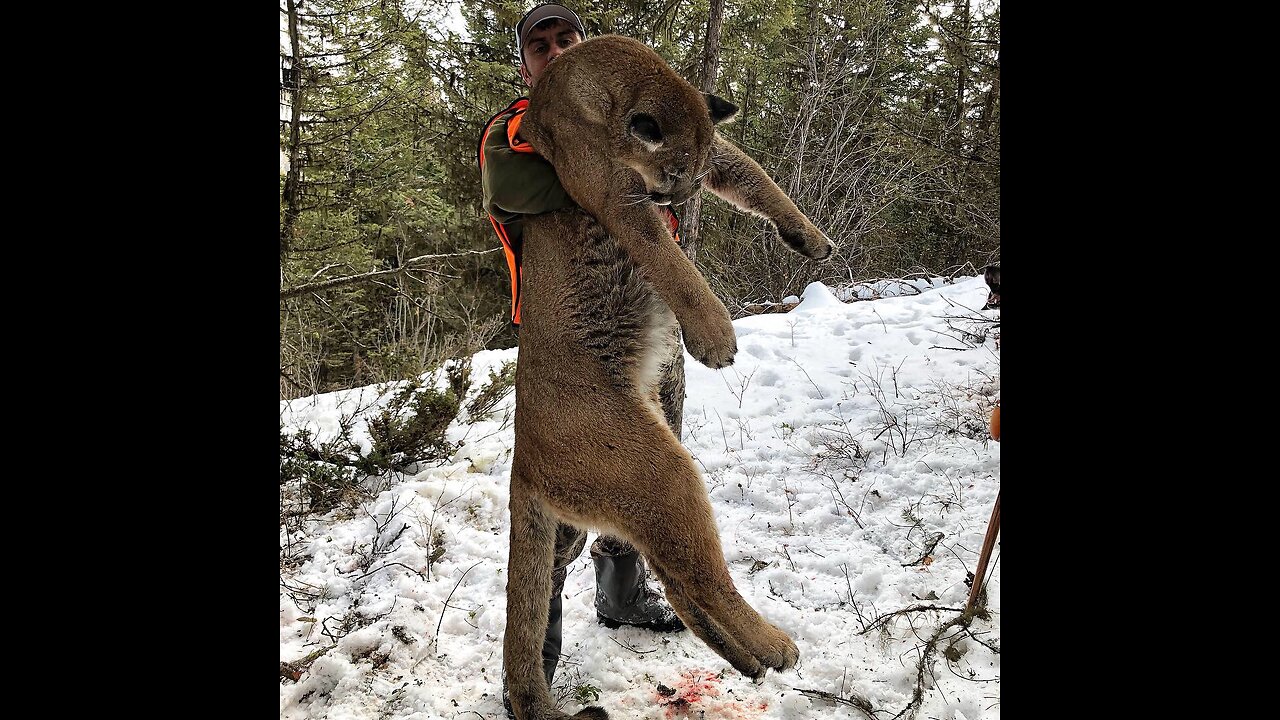 Public Land Mountain Lion