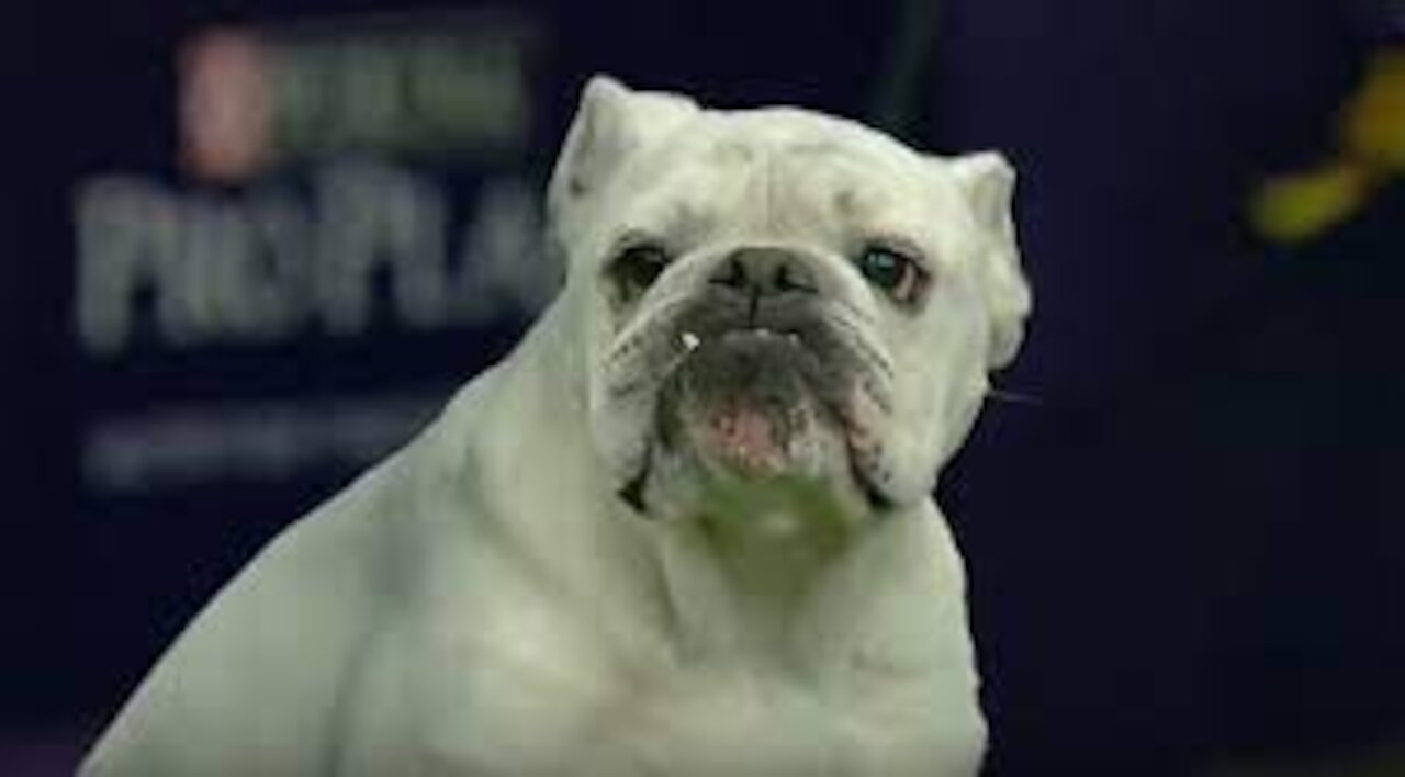 WOW !!!! Watch Rudy the Bulldog crush the 2019 WKC Masters Agility course | FOX SPORTS