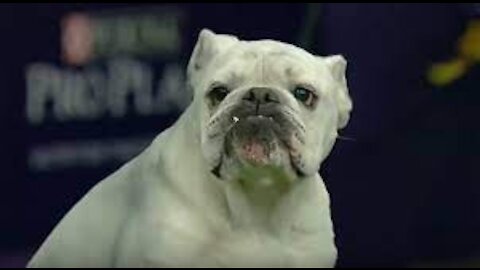 WOW !!!! Watch Rudy the Bulldog crush the 2019 WKC Masters Agility course | FOX SPORTS