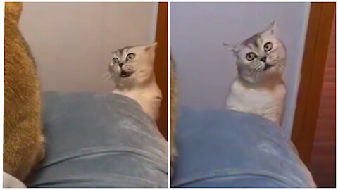 Funny Cats video😂