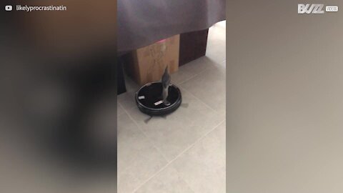 Caturra adora andar à boleia de roomba