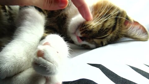 Kitten's Whiskers Move when Tickled