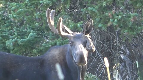 WOW! WHAT HAPPENED??!! Bull Moose Injury!