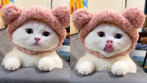 Cute Cat With Cute Face