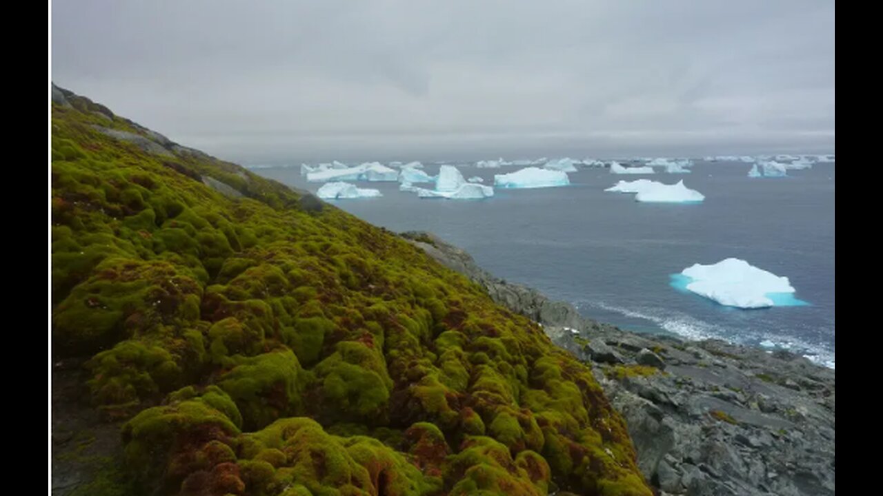 HELL FROZE OVER - NO JUST THE OPPOSITE - ANTARCTICA TURNING GREEN