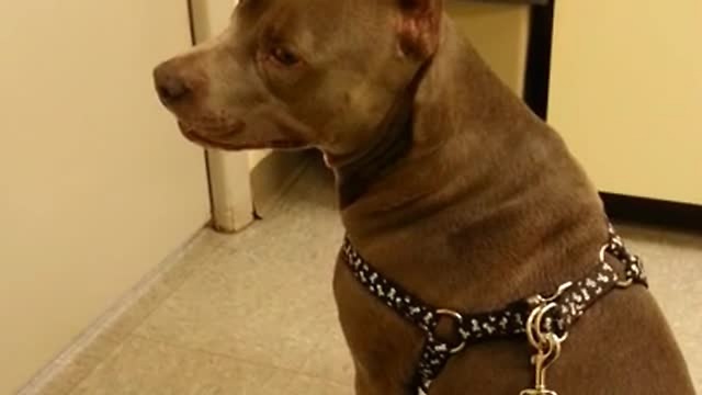 Distressed Pooch Throws Temper Tantrum When Visiting Vet’s Office