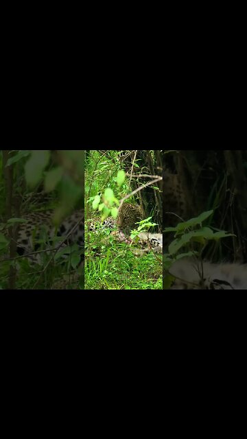 Big Cat Ate A Small Cat! #shorts | #ShortsAfrica