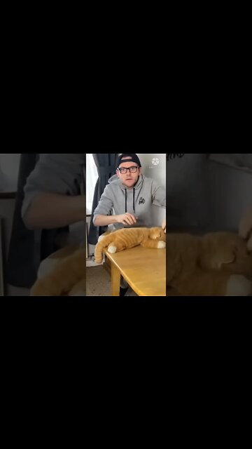 Cat funny videos || cat tiktok || cat instagram || cat training #short #shortsbreak