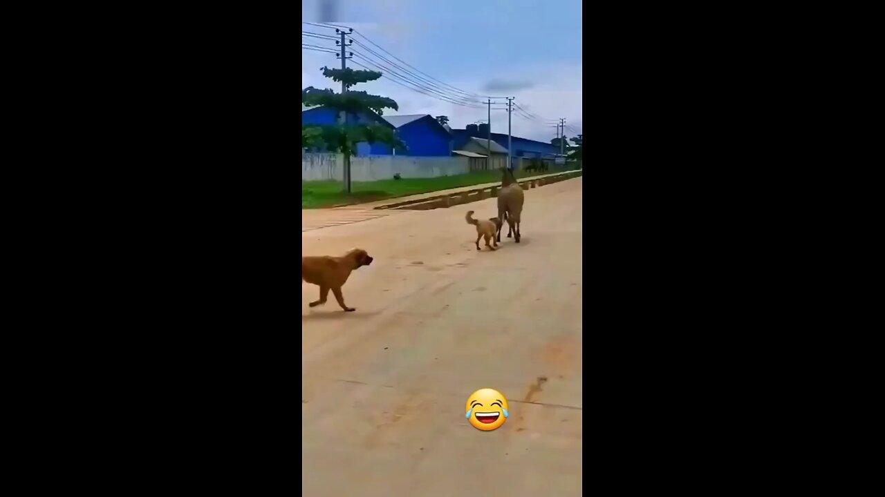 This dogs 😂. Watch till the end