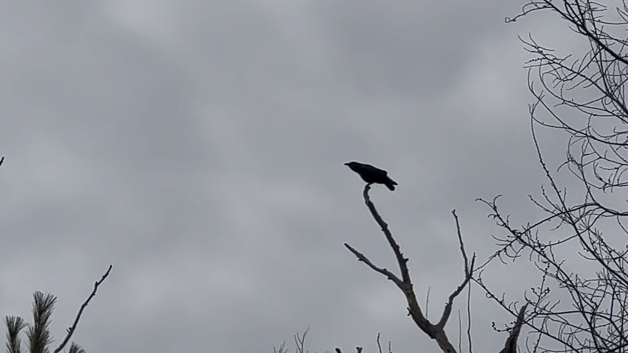 Crow James Gardens Toronto