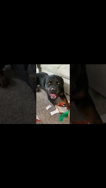 Rottweiler enjoys destroying a Christmas present box