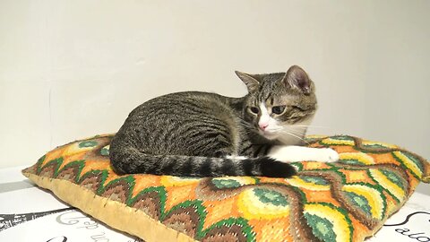 Cat With Large Eyes Gets Sleepy