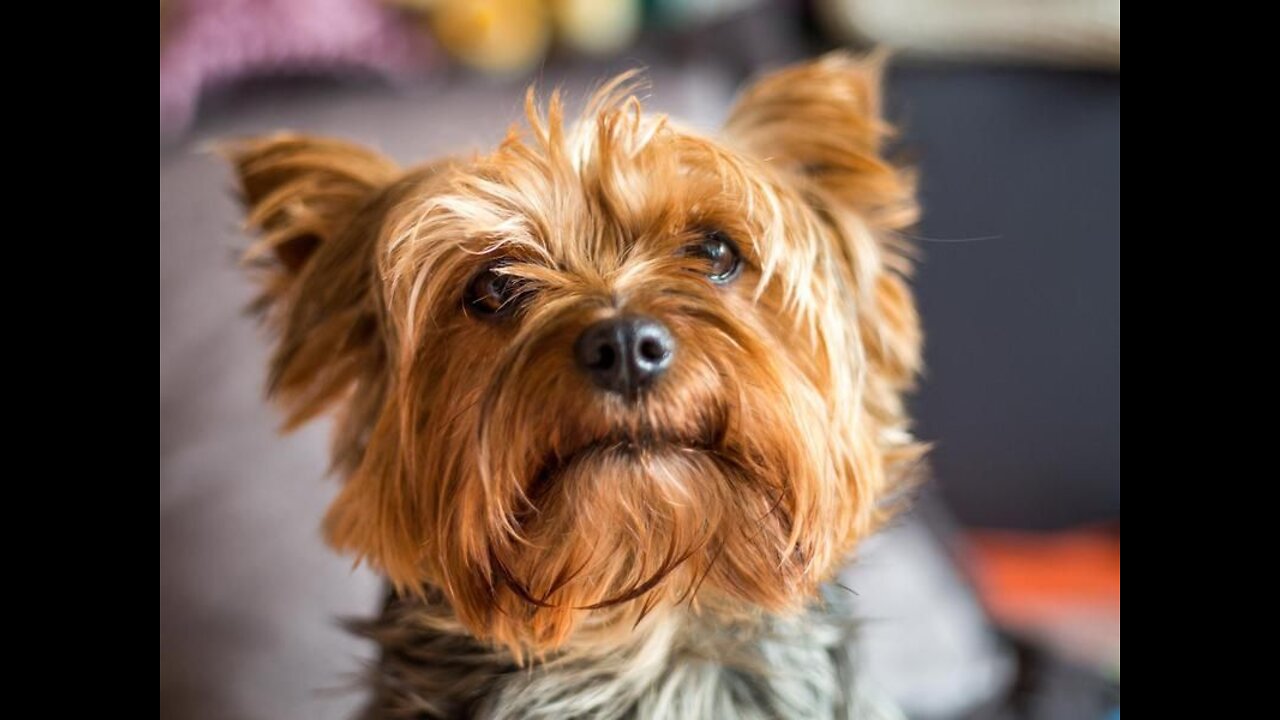 50 Of The Best Dog Photos 2022