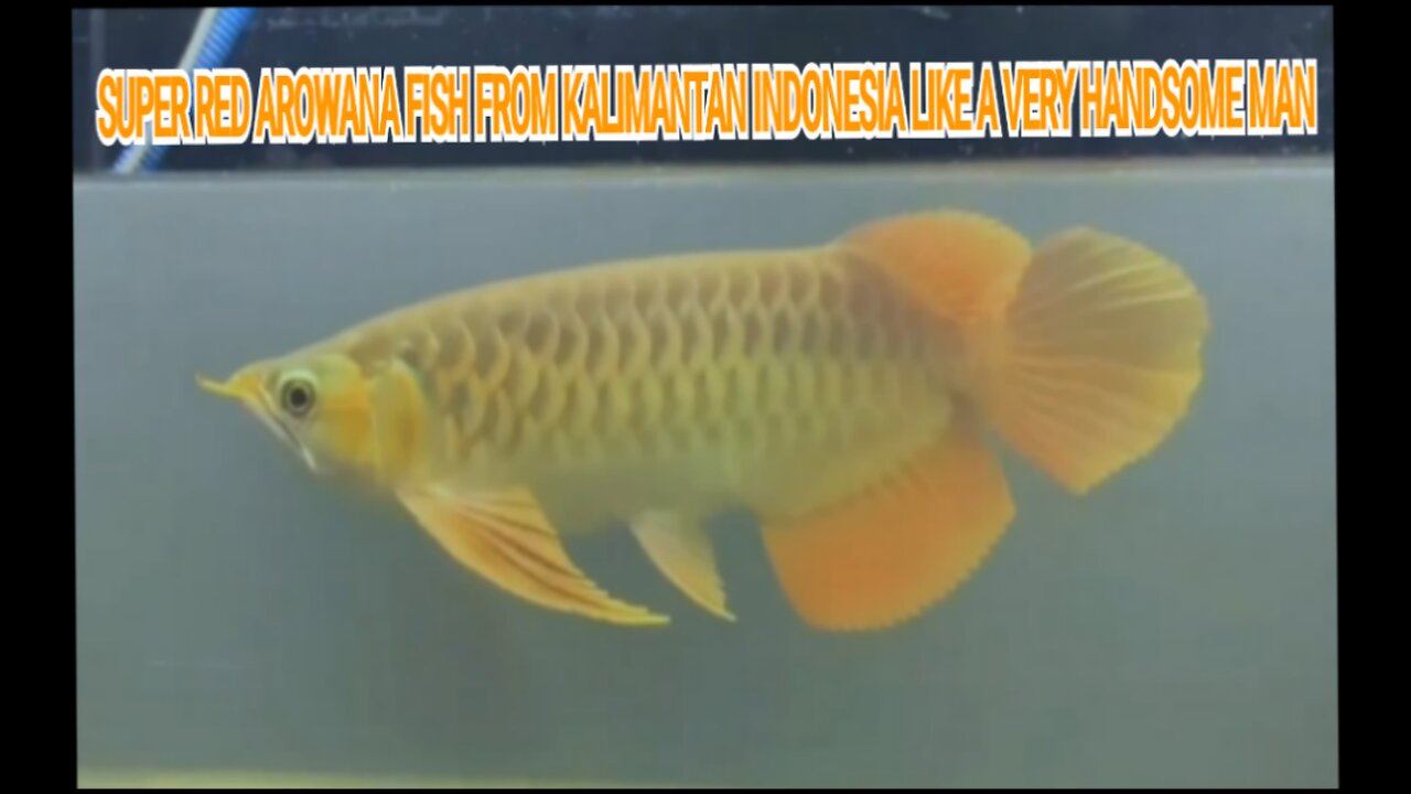 SUPER RED AROWANA FISH FROM KALIMANTAN INDONESIA LIKE A VERY HANDSOME MAN