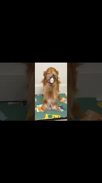 Just Wait For Twist! #shorts #dog