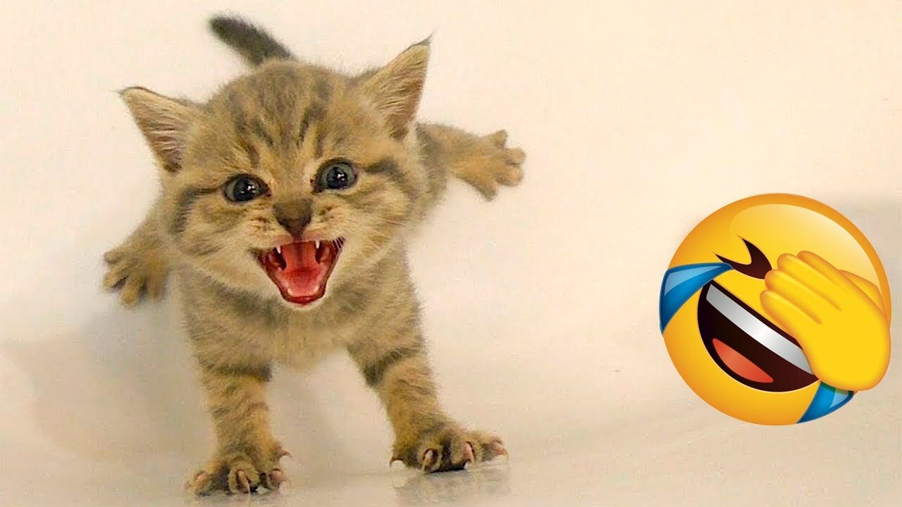 Funniest Animals 😄 New Funny Cats and Dogs Videos 😹🐶 Part 20