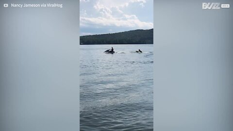 Ce chien montre ses talents en se faisant tracter par un jet ski