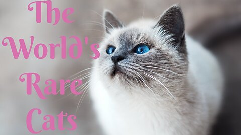 The World's Rare Cats