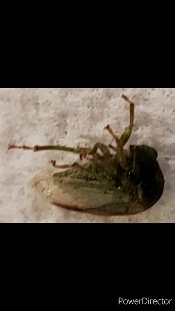 BEWARE Of Unwanted Critters In Your Lettuce