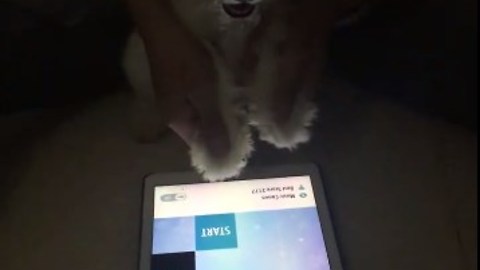 Dog playing music 2017