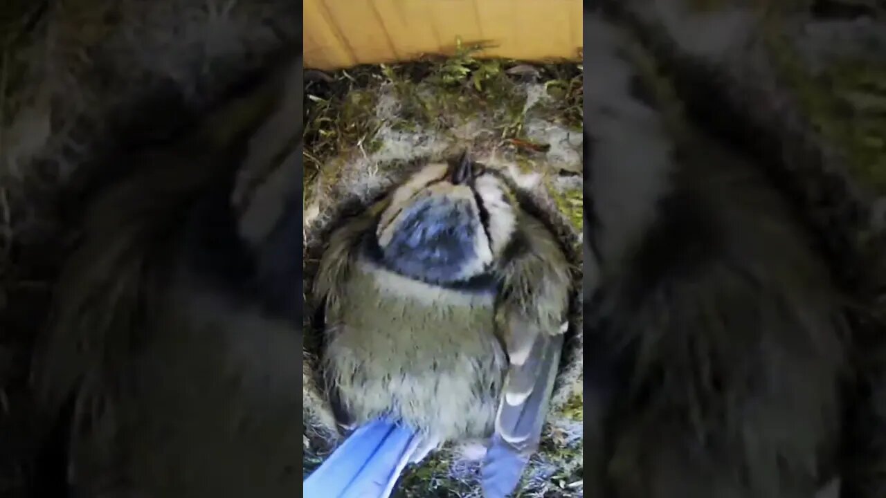 She's watching! Blue Tit Chicks Protected By Momma