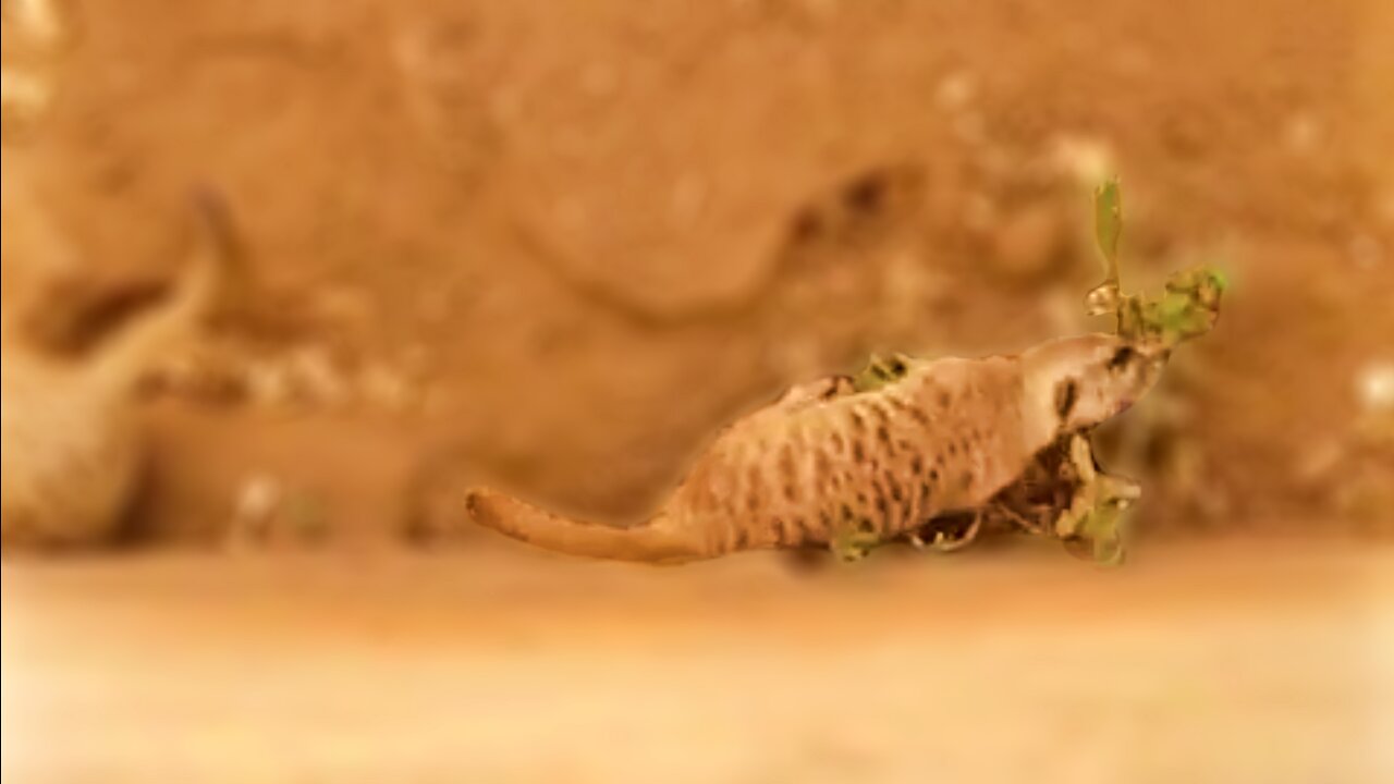 Rescued meerkats being funny