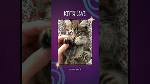 Cute cat video😺Kitty Love #shorts #cats