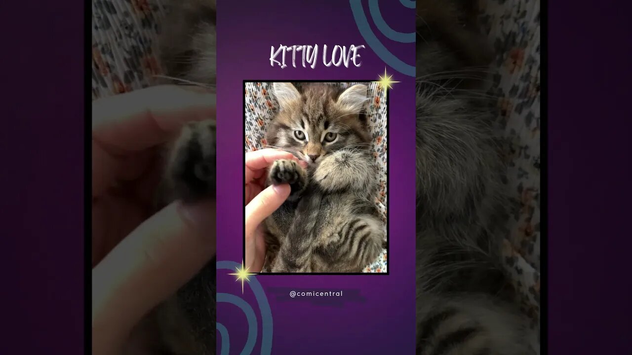 Cute cat video😺Kitty Love #shorts #cats