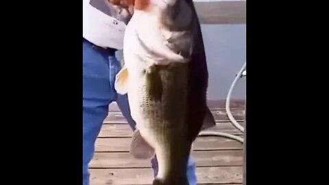 Bass Fishing - NO POLE! #shorts #fishing #bass