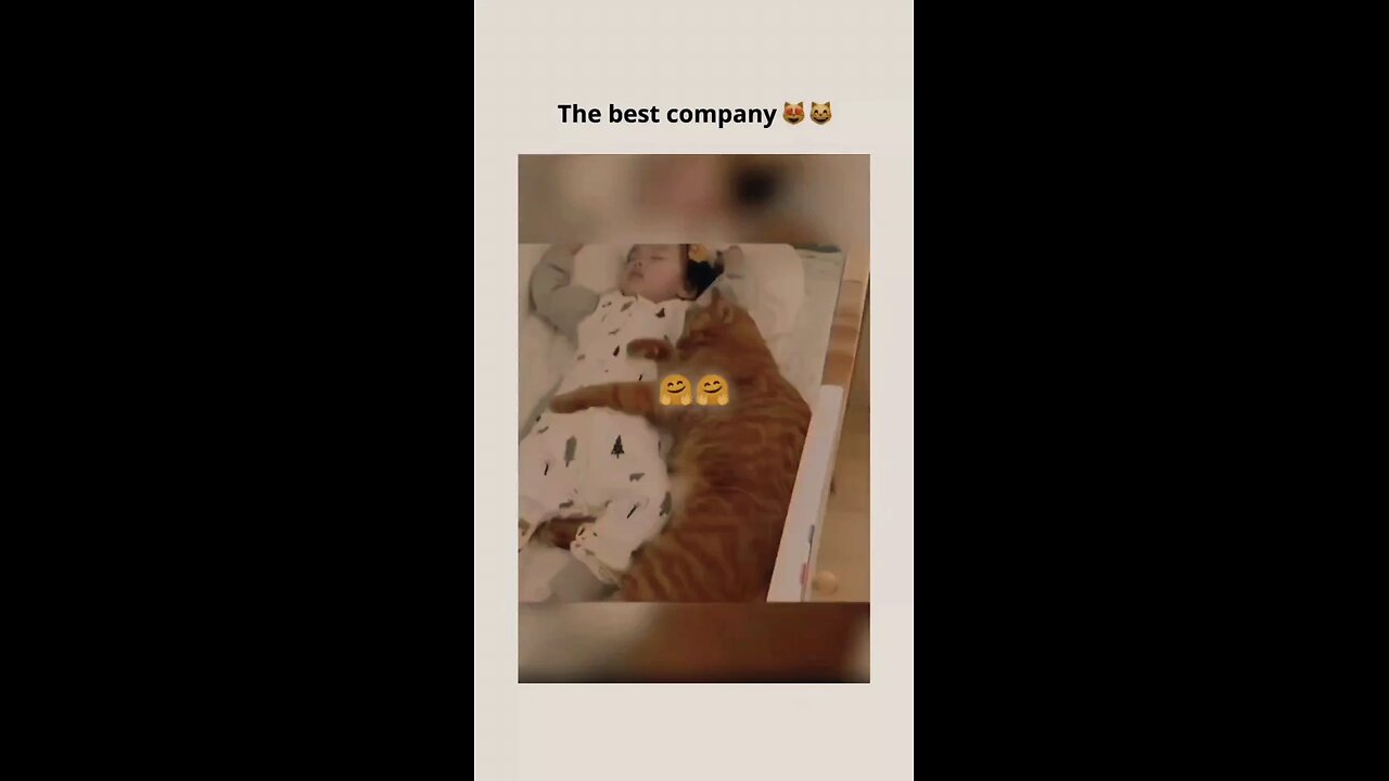 Relaxation video for cat lovers!......