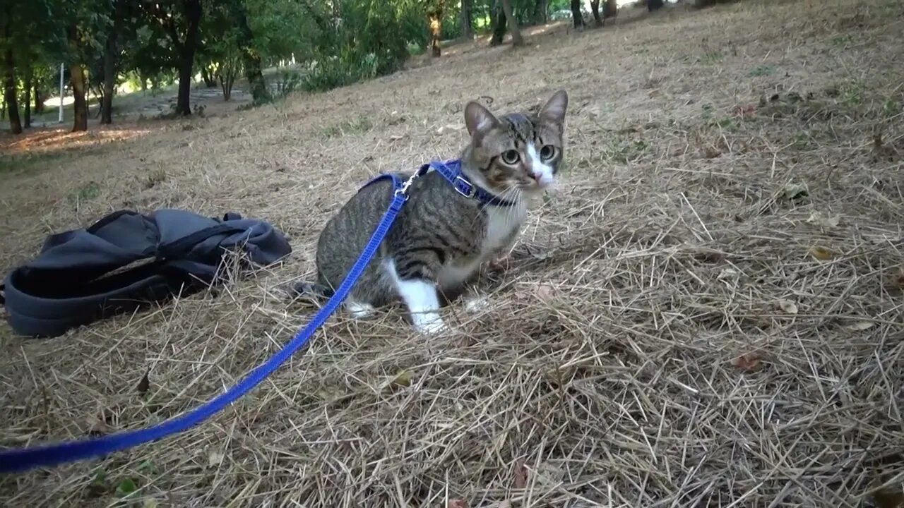 A Curious Kitten Called Rudolph