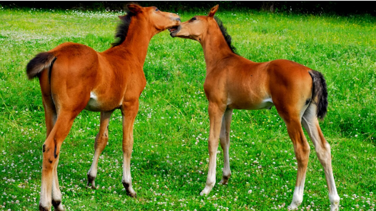 Potros de cavalo bebê