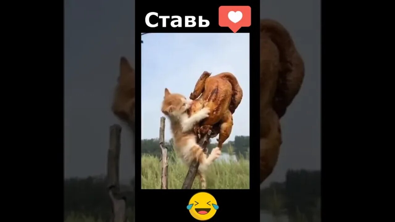 #shorts Смешные Коты Из Тик Тока 66 Funny Cats From Tiktok