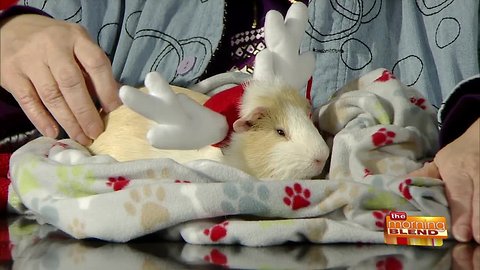 A Holiday Parade of Pets