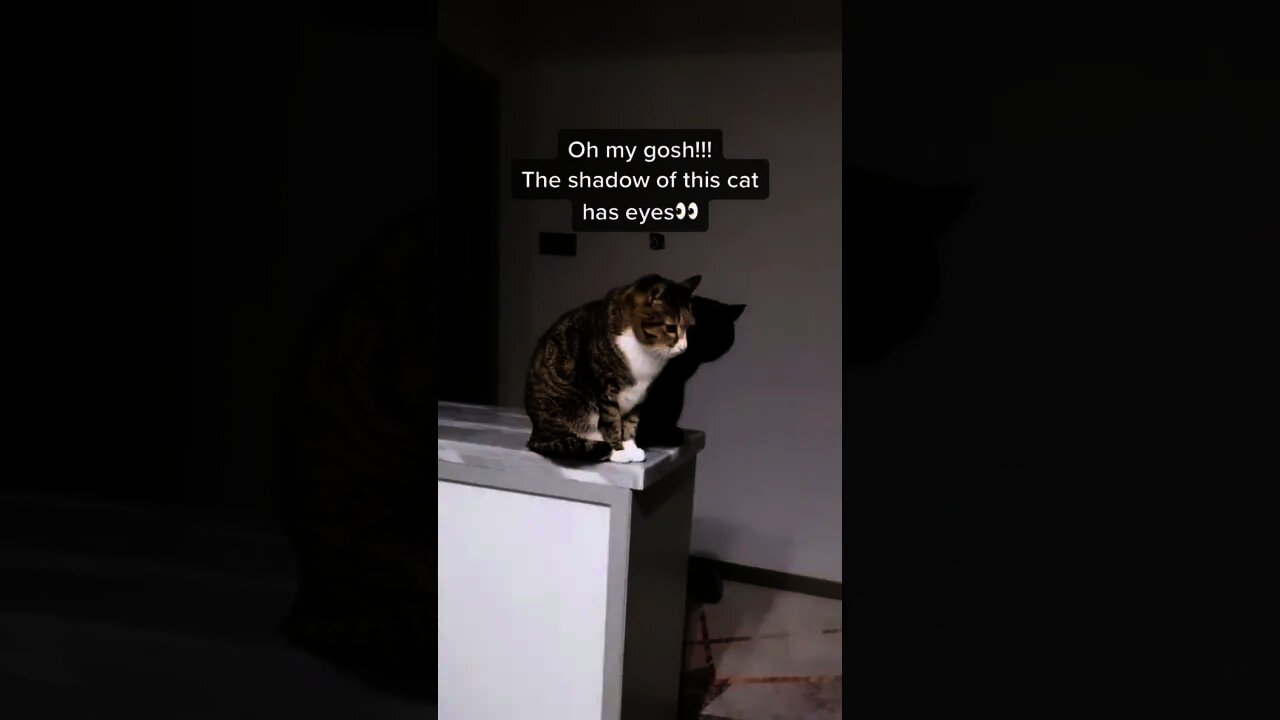 Wait 'till the end to see it🐈‍⬛😂