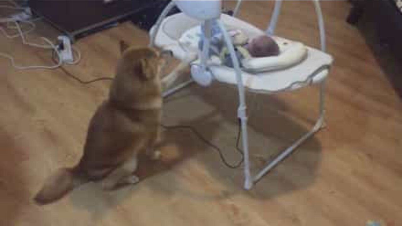 강아지가 바운서를 흔들며 아기를 재우고 있어요!