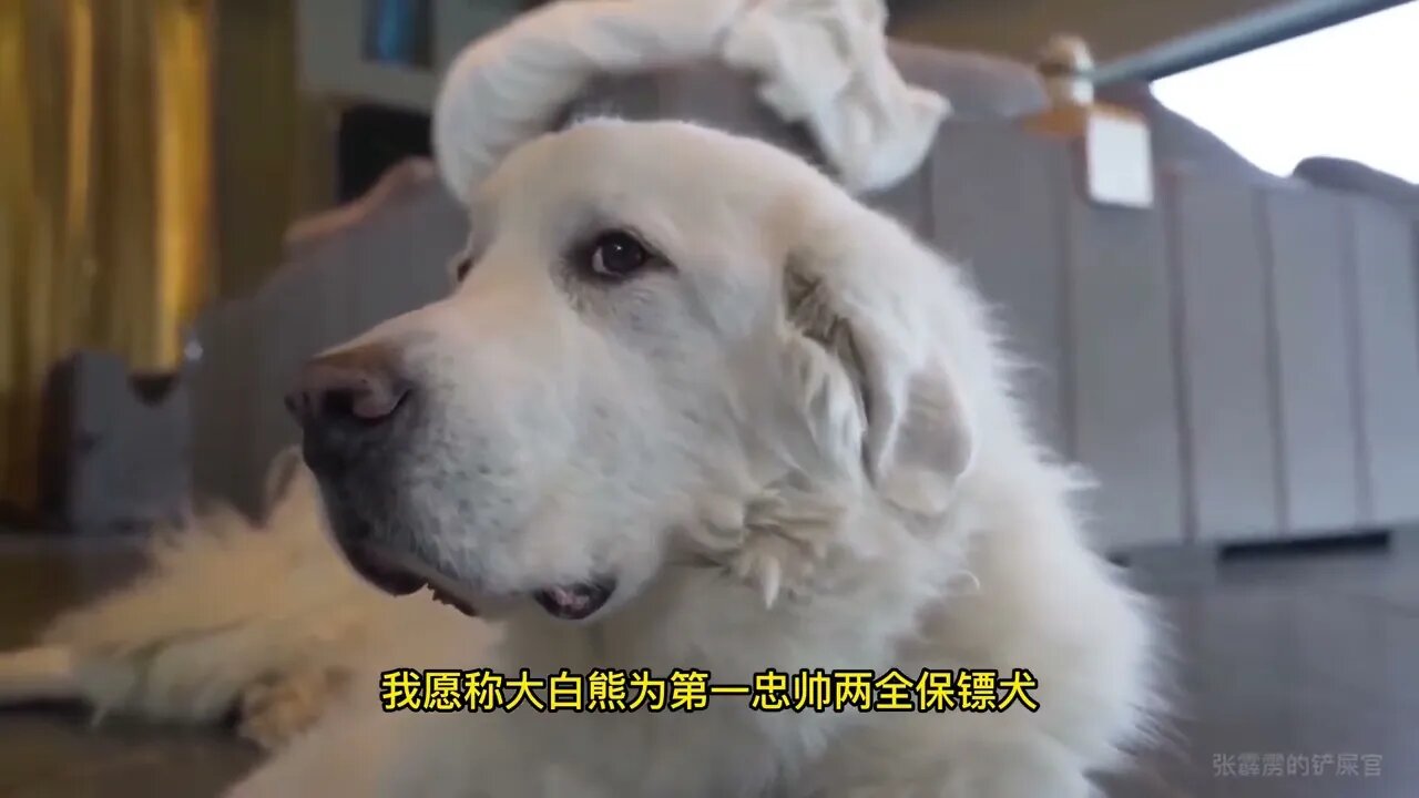 Here are three dogs that are loyal and protective of their owners