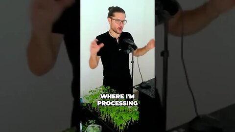 Ultimate Moringa Processing Hack to Reduce Pests and Bugs for a Spotless Space