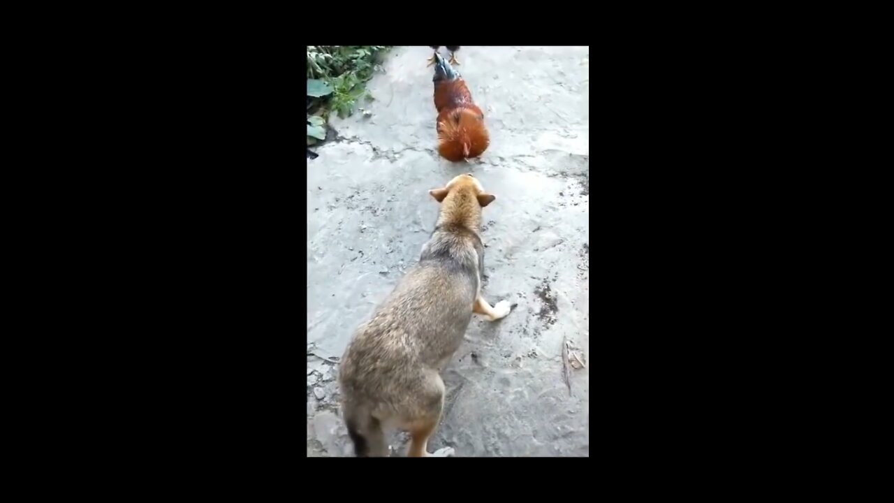 Amazing fights of cock vs dog#very funny clip