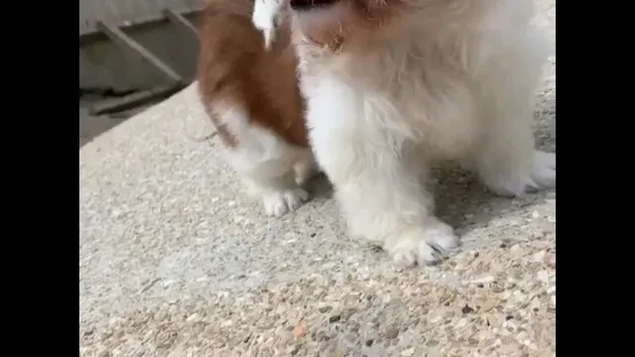 A Bull Shih Tzu