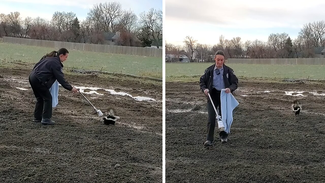 Colorado police rescue skunk with head stuck in cup