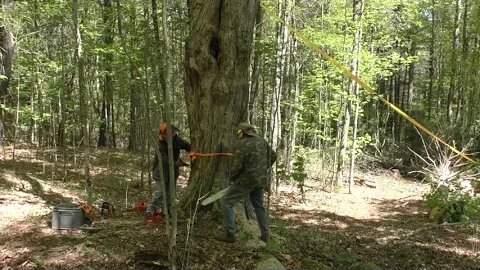 Tree Cutting And Site Clearing With 4 Old Guys.. Lol!